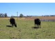 157 Nutshell Road, Tenterfield NSW 2372