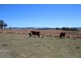 157 Nutshell Road, Tenterfield NSW 2372