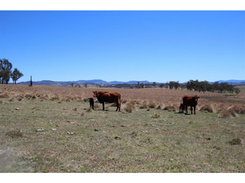 157 Nutshell Road, Tenterfield NSW 2372