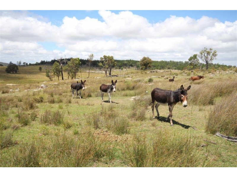 1759b Mount Mackenzie Road, Tenterfield NSW 2372