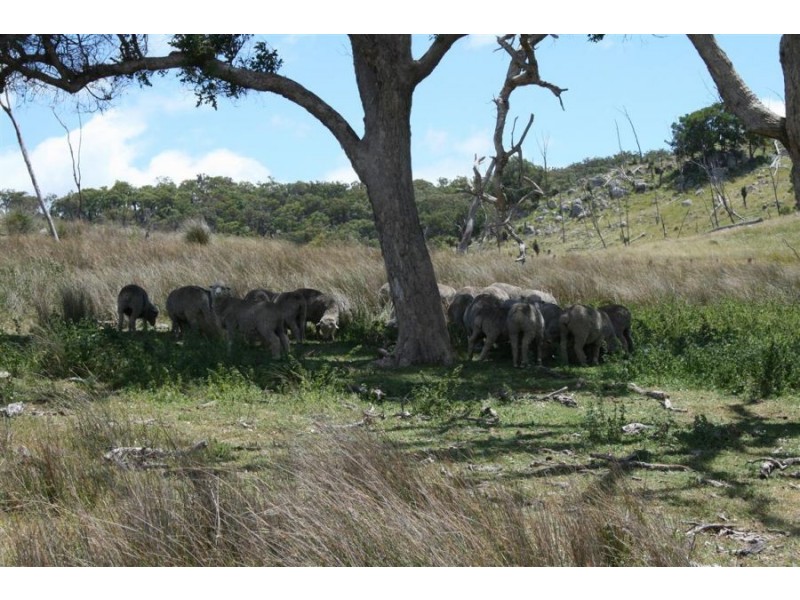 1759b Mount Mackenzie Road, Tenterfield NSW 2372