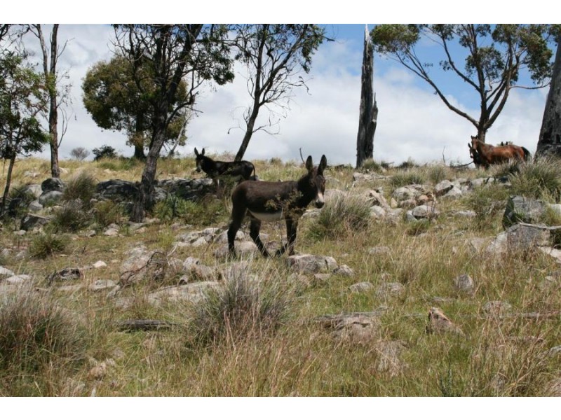 1759b Mount Mackenzie Road, Tenterfield NSW 2372