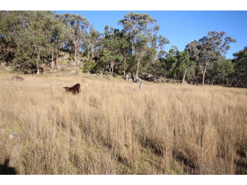 1303 Woodside Road, Tenterfield NSW 2372