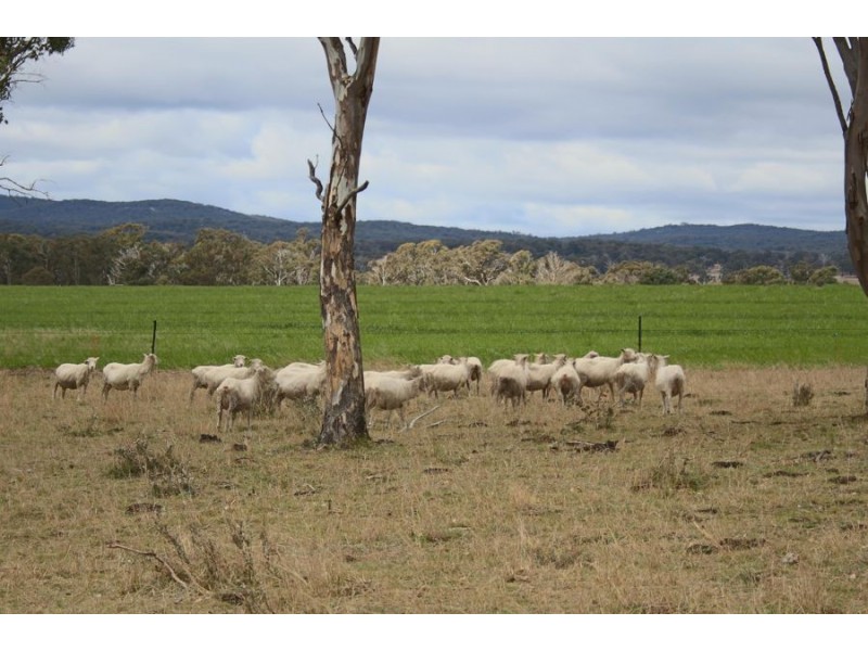 264 Carrot Farm Road, Deepwater NSW 2371