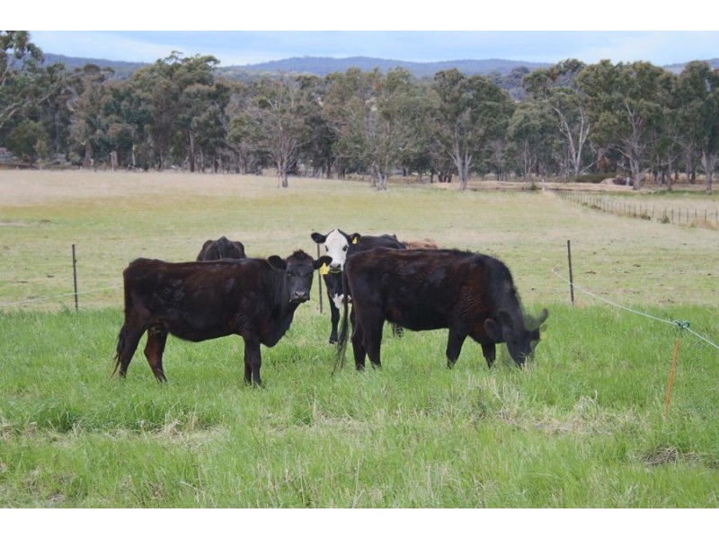 264 Carrot Farm Road, Deepwater NSW 2371