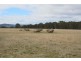 264 Carrot Farm Road, Deepwater NSW 2371