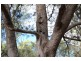 573 Bluff River Road, “Trout Hole”, Tenterfield NSW 2372