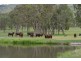 306 Geyers Road, Tenterfield NSW 2372