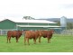 306 Geyers Road, Tenterfield NSW 2372