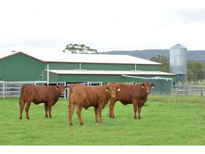 306 Geyers Road, Tenterfield NSW 2372