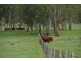 306 Geyers Road, Tenterfield NSW 2372