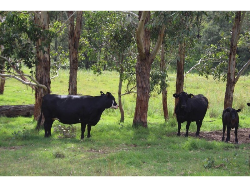 10201 Bruxner Highway, Tenterfield NSW 2372