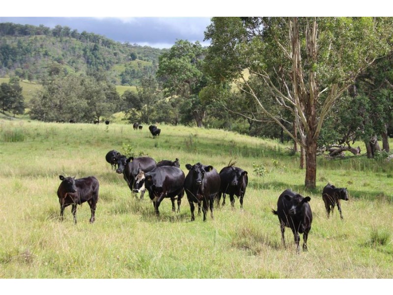 10201 Bruxner Highway, Tenterfield NSW 2372