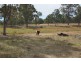 287b Mount Spirabo Road, Tenterfield NSW 2372