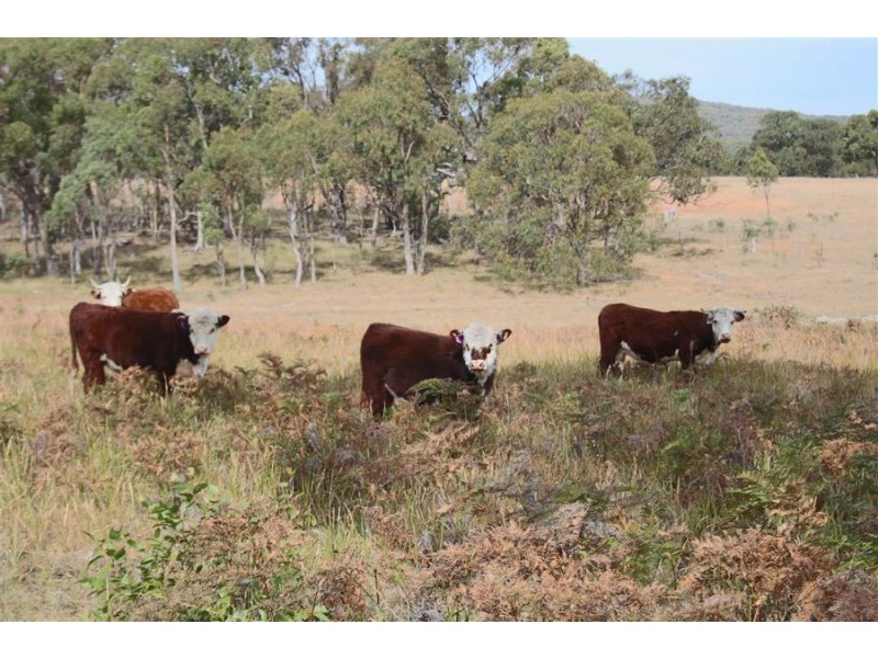 287b Mount Spirabo Road, Tenterfield NSW 2372