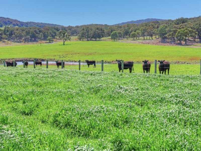 603 Snakes Valley Road, Tenterfield NSW 2372