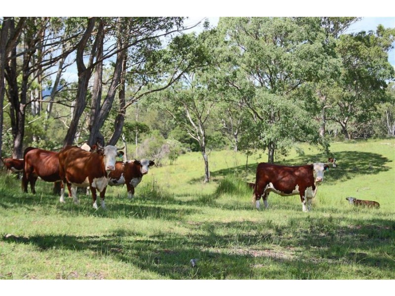 176 Boorook Road, Tenterfield NSW 2372