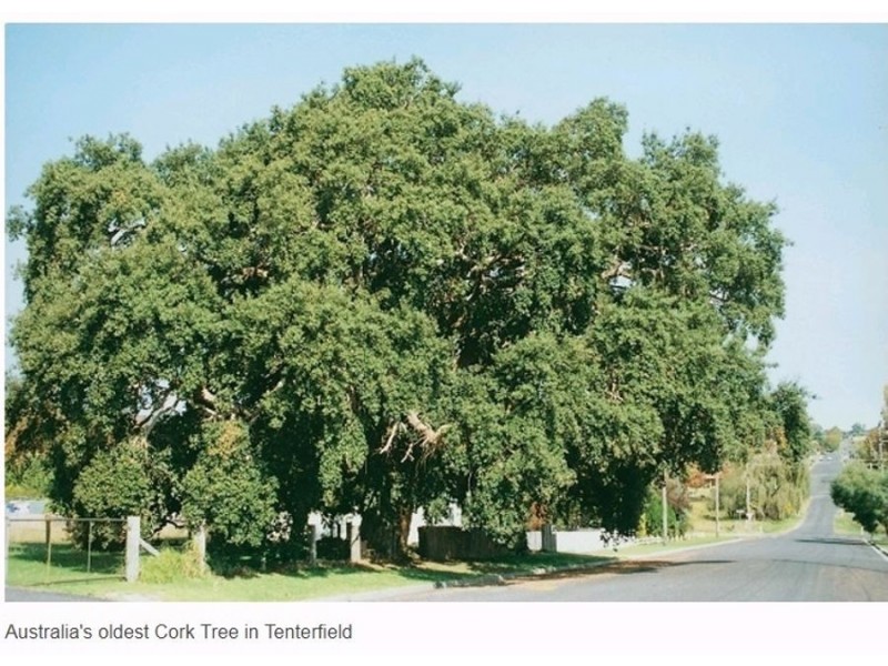 109 Wood Street, Tenterfield NSW 2372