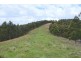 1924 Billirimba Road, Tenterfield NSW 2372