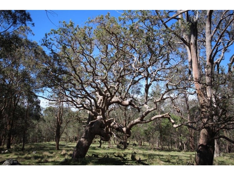 Lot 1 Daisy Mount Road, Tenterfield NSW 2372