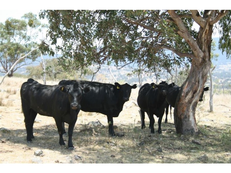 214 Tarban Road, Tenterfield NSW 2372