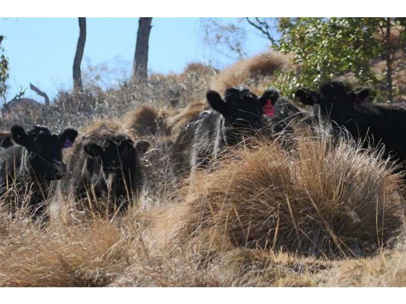 11460 Bruxner Highway, Tenterfield NSW 2372