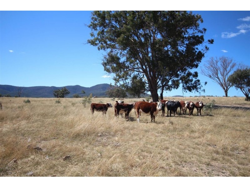 Mole Station Road, Tenterfield NSW 2372