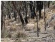 “Dalys Creek” Mount Mackenzie Road, Tenterfield NSW 2372
