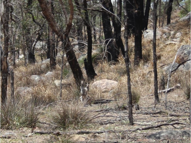 “Dalys Creek” Mount Mackenzie Road, Tenterfield NSW 2372