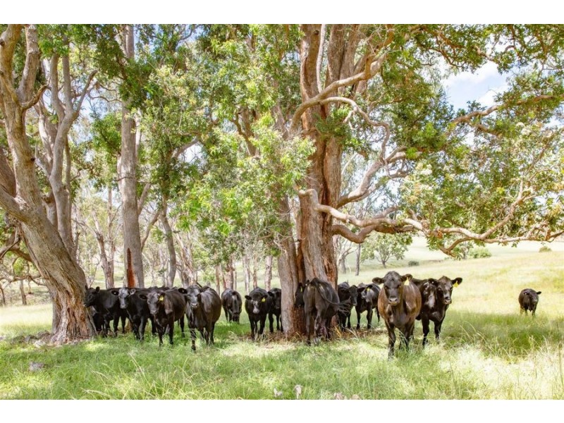 200 Scotts Gully Road, Tenterfield NSW 2372