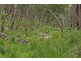 1214 Mt McKenzie Road, Tenterfield NSW 2372