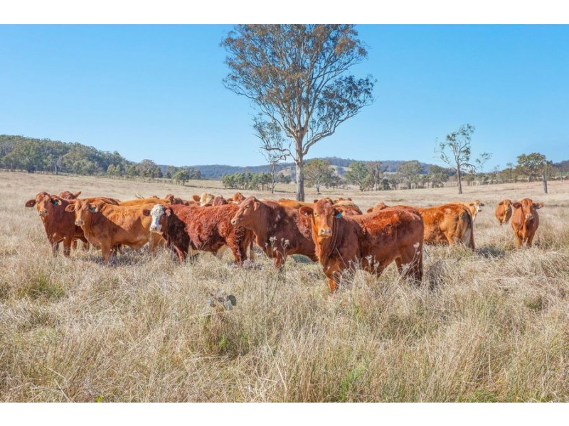 1128 Scrub Road, Tenterfield NSW 2372