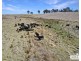 112a Black Swamp School Road, Tenterfield NSW 2372