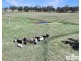 Lot 25 Scrub Road, Tenterfield NSW 2372