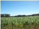 Tenterfield NSW 2372