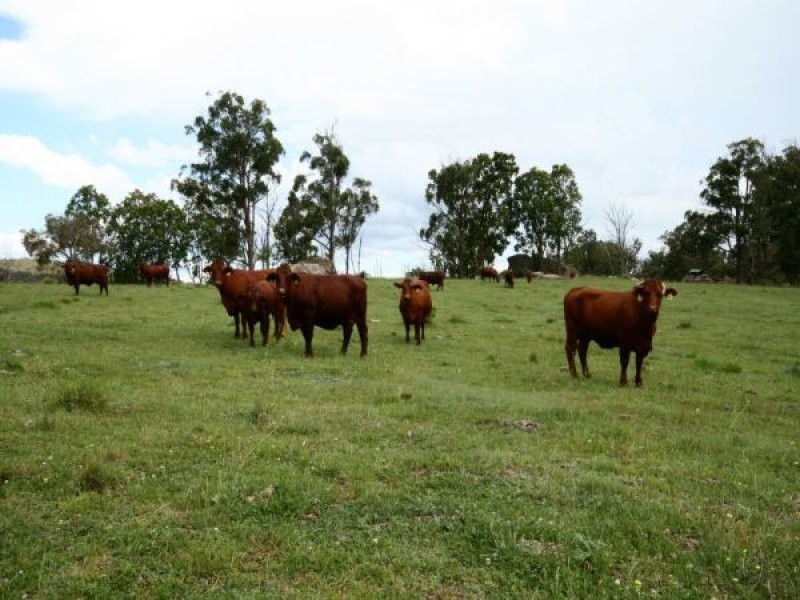 Tenterfield NSW 2372