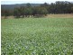 Tenterfield NSW 2372
