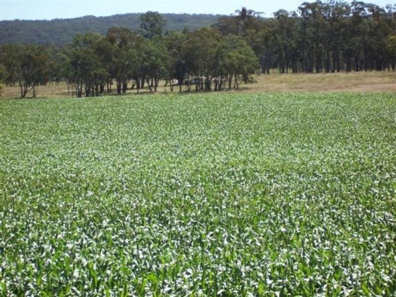 Tenterfield NSW 2372