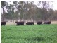 Tenterfield NSW 2372