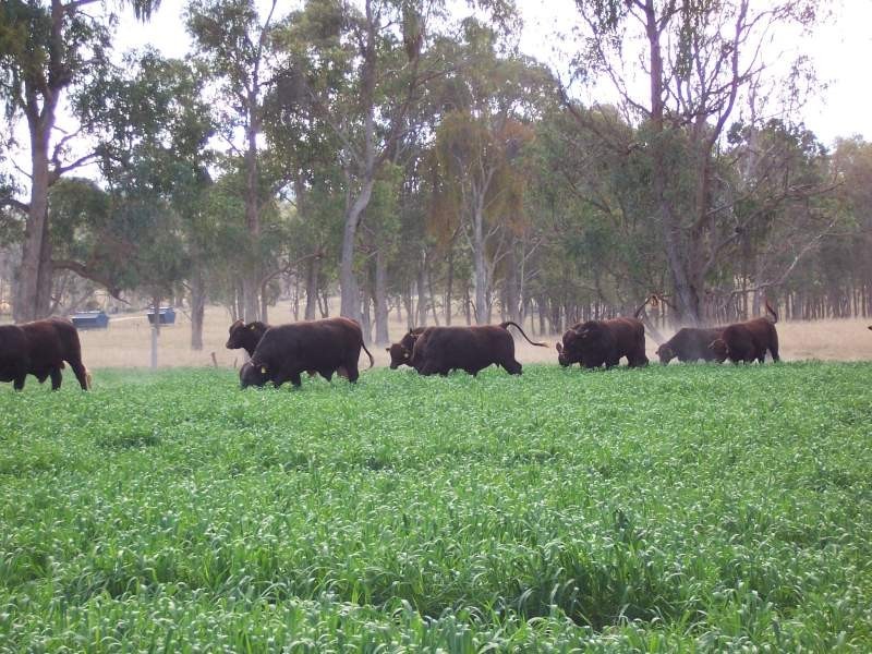 Tenterfield NSW 2372