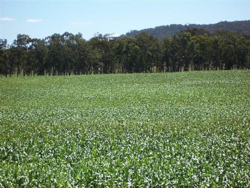 Tenterfield NSW 2372