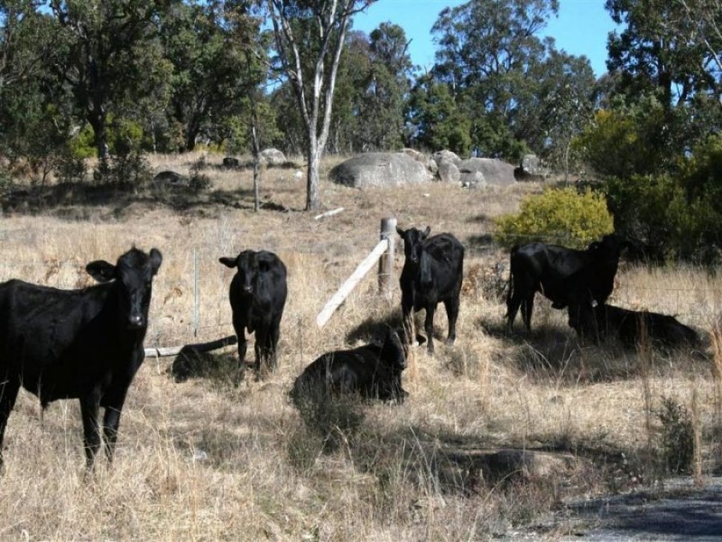 101 Wylie Creek Road, Liston NSW 2372