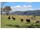 573 Bluff River Road, “Rastases”, Tenterfield NSW 2372