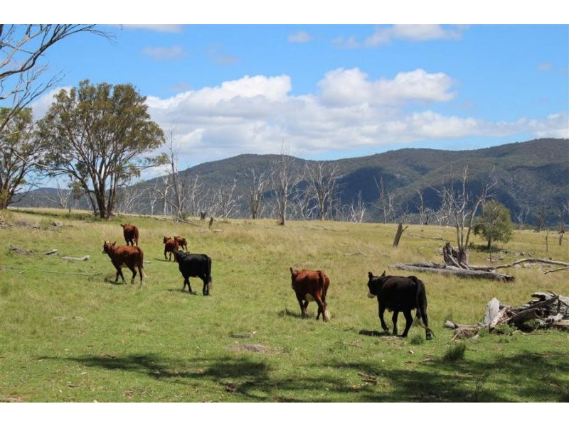 573 Bluff River Road, “Rastases”, Tenterfield NSW 2372