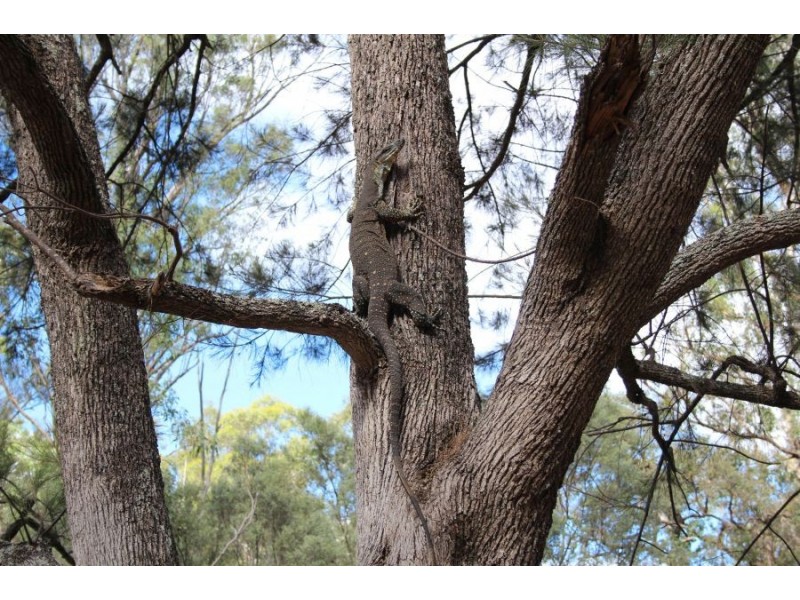 573 Bluff River Road, “Trout Hole”, Tenterfield NSW 2372
