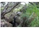 Mt Mackenzie Road, Tenterfield NSW 2372