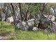 Mt Mackenzie Road, Tenterfield NSW 2372