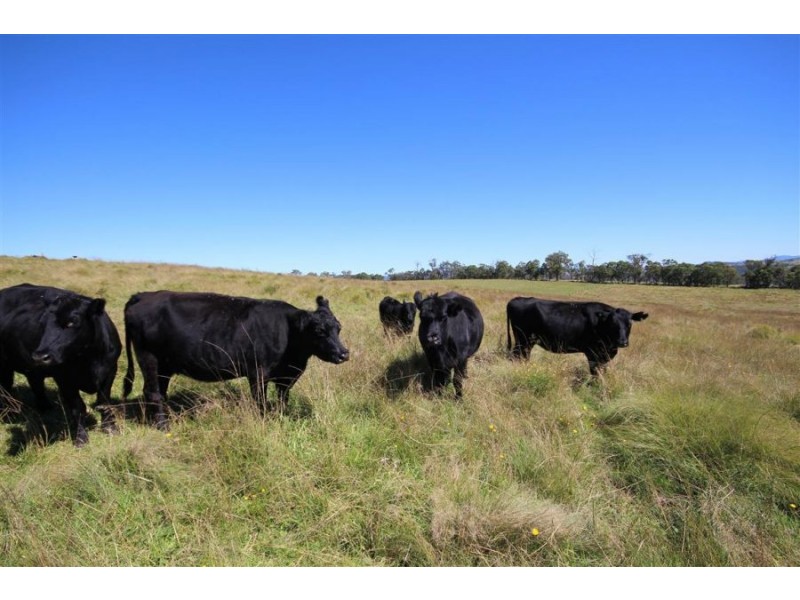 “Kiriwina” 176 Black Swamp Road, Tenterfield NSW 2372