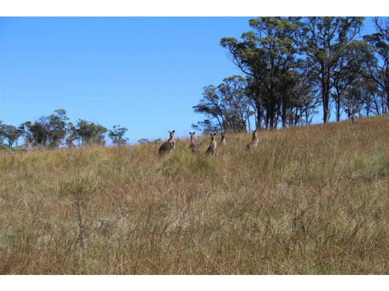 “Kiriwina” 176 Black Swamp Road, Tenterfield NSW 2372