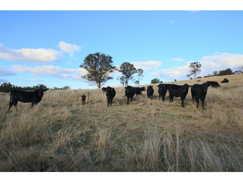 2461 Bruxner Highway, Tenterfield NSW 2372